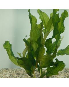 Potamogeton lucens