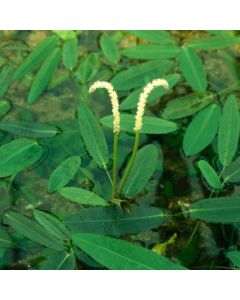 Potamogeton natans