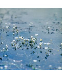 Ranunculus aquatilis