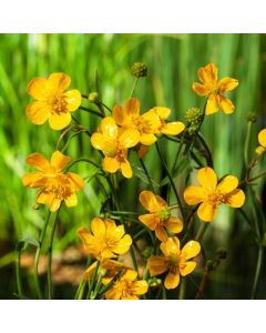 Ranunculus flammula