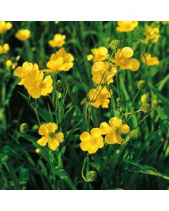Ranunculus lingua
