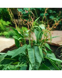 Rumex hydrolapathum