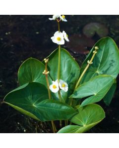 Sagittaria latifolia