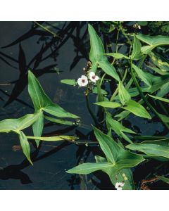 Sagittaria sagittifolia