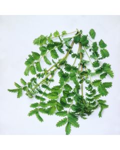 Sanguisorba minor