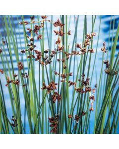 Schoenoplectus lacustris