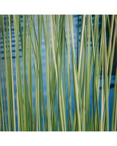 Schoenoplectus lacustris 'Albescens'