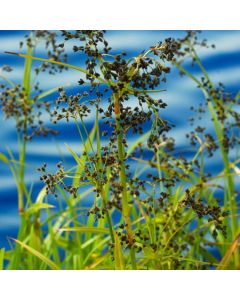 Scirpus sylvaticus