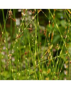 Schoenoplectus tabernaemontani 'Zebrinus'