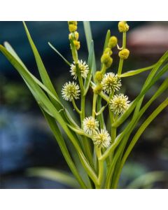 Sparganium emersum