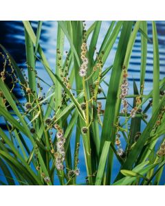 Sparganium erectum