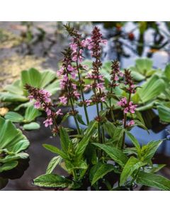 Stachys palustris