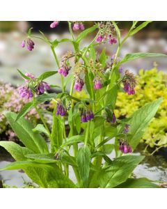 Symphytum officinale