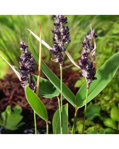 Thalia dealbata