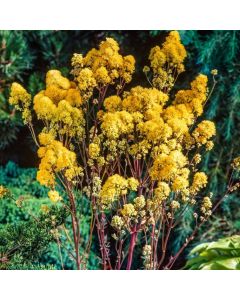 Thalictrum flavum
