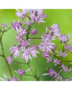 Thalictrum kiusianum