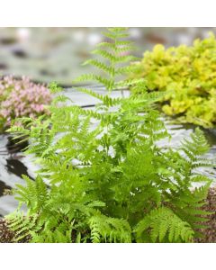 Thelypteris palustris