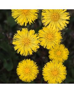 Tussilago farfara
