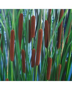 Typha angustifolia