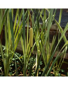 Typha latifolia 'Variegata'