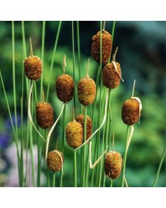 Typha minima