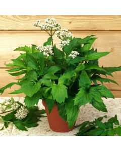 Valeriana officinalis