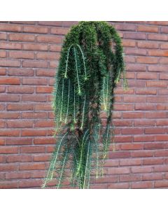Larix kaempferi 'Stiff Weeper'