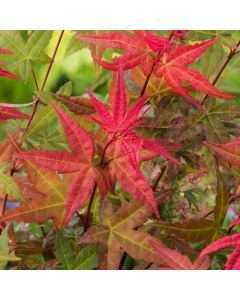 Acer palmatum 'Chishio'