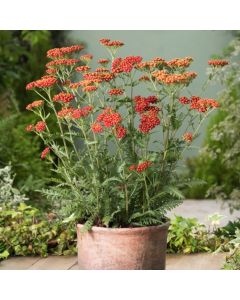 Achillea 'Walther Funcke'