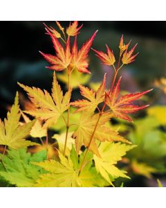 Acer palmatum 'Orange Dream'