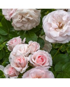 Rosa (H) Aspirin Rose