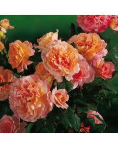 Rosa (H) Augusta Luise