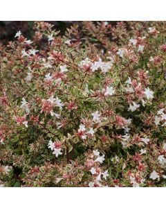 Abelia grandiflora Confetti