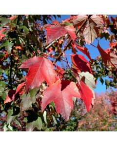 Acer rubrum 'Sun Valley'