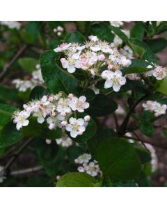 Aronia melanocarpa 'Autumn Magic'