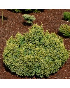 Chamaecyparis pisifera 'Spaan's Cannonball'
