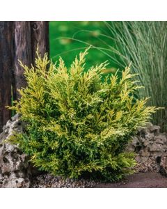 Juniperus horizontalis 'Limeglow'