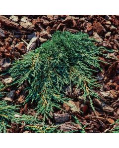 Juniperus horizontalis Icee Blue