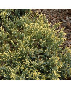 Juniperus squamata 'Dream Joy'