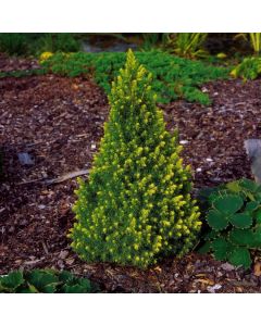 Picea glauca 'Rainbow's End'
