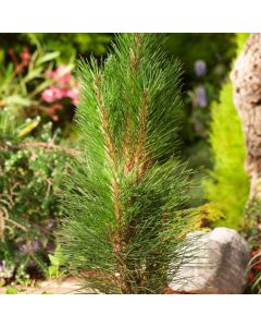 Pinus nigra 'Green Tower'