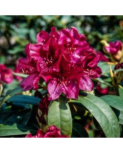 Rhododendron (P) 'Polarnacht'