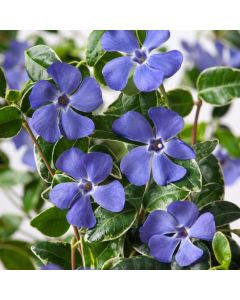 Vinca minor 'Ralph Shugert'