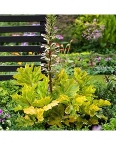 Acanthus mollis 'Hollard's Gold'
