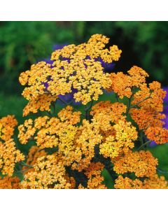 Achillea 'Terracotta'