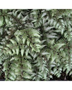 Athyrium niponicum 'Ursula's Red'