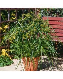 Cyperus glaber