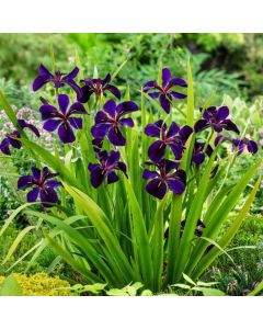 Iris (L) 'Black Gamecock'