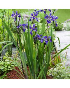 Iris 'Gerald Darby'