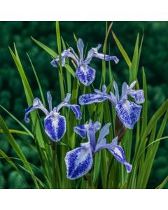 Iris laevigata 'Mottled Beauty'
